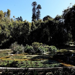 ORTO BOTANICO DI PALERMO. Fotografie di Giulio Azzarello ©2022. ORTO BOTANICO DI PALERMO. Fotografie di Giulio Azzarello ©2022.