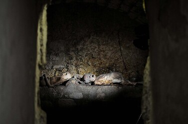 LE CATACOMBE dei cappuccini a Palermo in Sicilia. Fotografie di Giulio Azzarello &copy;2014.
