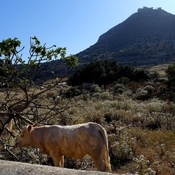 BESTIE. Fotografie di Giulio Azzarello ©2022. BESTIE. Fotografie di Giulio Azzarello ©2022.