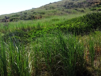 ISOLA di STROMBOLI fotografie di Giulio Azzarello &copy;2020.