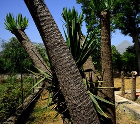 GIARDINO fotografie di Giulio Azzarello ©2019. GIARDINO fotografie di Giulio Azzarello ©2019.