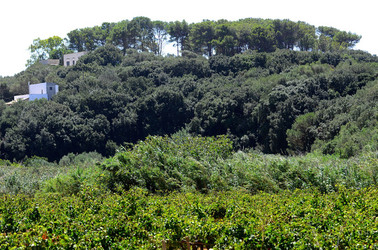 GORGHI TONDI oasi di vigneti e piante Mazzara del Vallo in Sicilia. Foto di Giulio Azzarello ©2016. GORGHI TONDI oasi di vigneti e piante Mazzara del Vallo in Sicilia. Foto di Giulio Azzarello ©2016.