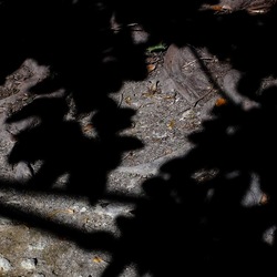 ORTO BOTANICO di PALERMO. Fotografie di Giulio Azzarello ©2019.