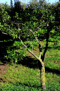 AGRUMETO SICILIANO in autunno. Fotografie di Giulio Azzarello &copy;2014.
