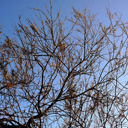 MONDELLO di inverno. Fotografie di Giulio Azzarello &copy;2016.