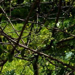 PIANTE. Fotografie di Giulio Azzarello &copy;2022.