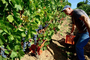 VENDEMMIA a S.Cristina Gela i coltivatori. Fotografie di Giulio Azzarello ©2016. VENDEMMIA a S.Cristina Gela i coltivatori. Fotografie di Giulio Azzarello ©2016.