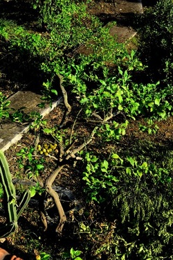 POTATURA fotografie di Giulio Azzarello ©2021. POTATURA fotografie di Giulio Azzarello ©2021.