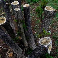 TRONCHI. Fotografie di Giulio Azzarello ©2022.