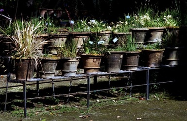 ORTO BOTANICO di Palermo. Fotografie di Giulio Azzarello ©2021.