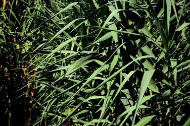 HABITAT NATURA in campagna. Fotografie di Giulio Azzarello ©2015 2016. HABITAT NATURA in campagna. Fotografie di Giulio Azzarello ©2015 2016.