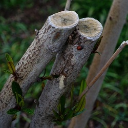 TRONCHI. Fotografie di Giulio Azzarello ©2022.
