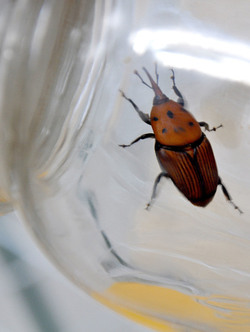 IL COLEOTTERO ROSSO e la moritura delle palme. Fotografie di Giulio Azzarello &copy;2014.