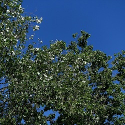 GIARDINO. Fotografie di Giulio Azzarello ©2022.