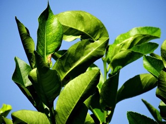 HABITAT NATURA in campagna. Fotografie di Giulio Azzarello ©2015 2016. HABITAT NATURA in campagna. Fotografie di Giulio Azzarello ©2015 2016.