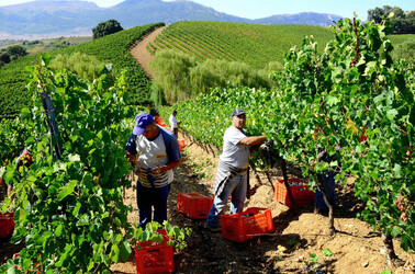 VENDEMMIA a S.Cristina Gela i coltivatori. Fotografie di Giulio Azzarello ©2016. VENDEMMIA a S.Cristina Gela i coltivatori. Fotografie di Giulio Azzarello ©2016.