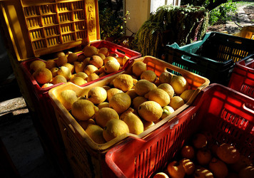 LIMONI di Sicilia coltivati in modo biologico. Fotografie di Giulio Azzarello &copy;2014.