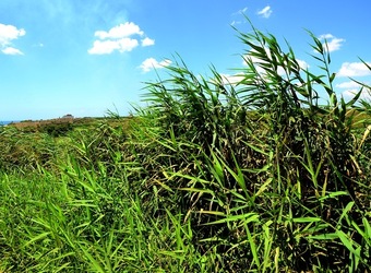 SELINUNTE sito archeologico. Fotografie di Giulio Azzarello ©2018. SELINUNTE sito archeologico. Fotografie di Giulio Azzarello ©2018.