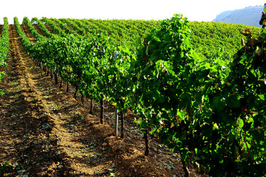 CAMPAGNA SICILIANA. Fotografie di Giulio Azzarello &copy;2016.