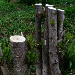 TRONCHI. Fotografie di Giulio Azzarello ©2022.