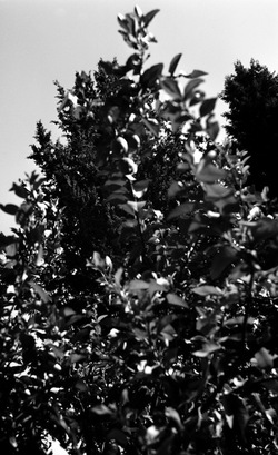 ROSE fotografie di Giulio Azzarello ©2021. ROSE fotografie di Giulio Azzarello ©2021.