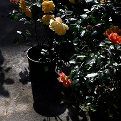 ORTO BOTANICO di PALERMO. Fotografie di Giulio Azzarello ©2019.