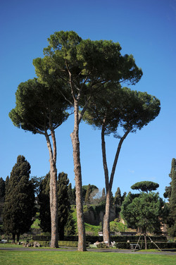 LE TERME DI CARACALLA a Roma visioni panoramiche o particolari. Fotografie di Giulio Azzarello &copy;2014.