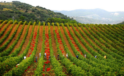 VENDEMMIA di AUTUNNO a S.Cristina Gela in Sicilia. Fotografie di Giulio Azzarello &copy;2016.