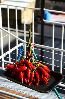 PEPERONCINO fotografie di Giulio Azzarello ©2014. PEPERONCINO fotografie di Giulio Azzarello ©2014.