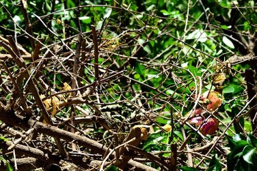 HABITAT NATURA in campagna. Fotografie di Giulio Azzarello ©2015 2016. HABITAT NATURA in campagna. Fotografie di Giulio Azzarello ©2015 2016.