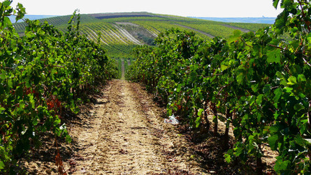 VIGNETO tipico siciliano a Salemi panoramiche e particolari. Fotografie di Giulio Azzarello &copy;2014.
