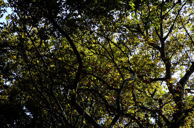 GIARDINI della BIENNALE a Venezia. Foto di Giulio Azzarello &copy;2015 2016.