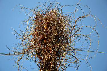 GRANDE NIDO spontaneo in campagna. Fotografie di Giulio Azzarello &copy;2014.