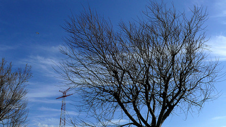 RAMI E ALBERI in inverno. Fotografie di Giulio Azzarello &copy;2014.