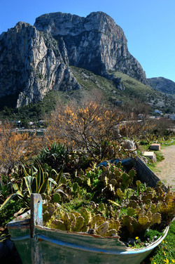 CAPO GALLO riserva marina e naturalistica a Palermo panoramiche e particolari. Fotografie di Giulio Azzarello ©2014. CAPO GALLO riserva marina e naturalistica a Palermo panoramiche e particolari. Fotografie di Giulio Azzarello ©2014.