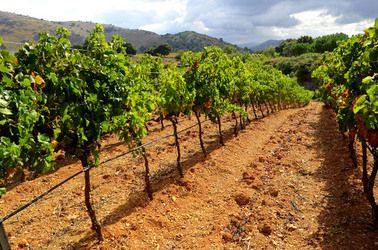 VENDEMMIA di AUTUNNO a S.Cristina Gela in Sicilia. Fotografie di Giulio Azzarello &copy;2016.