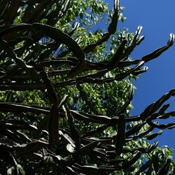 GIARDINO. Fotografie di Giulio Azzarello ©2022.