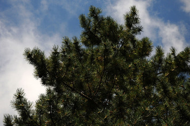 IL PARCO DELLE MADONIE da Polizzi Generosa in Sicilia. Fotografie di Giulio Azzarello &copy;2014.