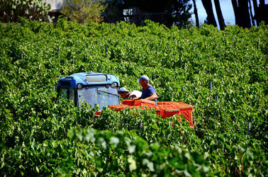 VENDEMMIA a S.Cristina Gela i coltivatori. Fotografie di Giulio Azzarello ©2016. VENDEMMIA a S.Cristina Gela i coltivatori. Fotografie di Giulio Azzarello ©2016.