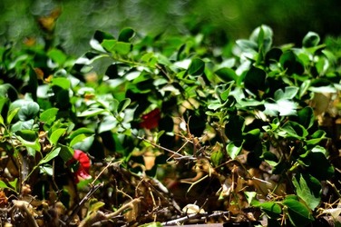 HABITAT NATURA in campagna. Fotografie di Giulio Azzarello ©2015 2016. HABITAT NATURA in campagna. Fotografie di Giulio Azzarello ©2015 2016.