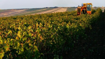 VIGNETO tipico siciliano a Salemi panoramiche e particolari. Fotografie di Giulio Azzarello &copy;2014.