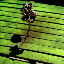 METALLICO. Fotografia di Giulio Azzarello &copy;2023.