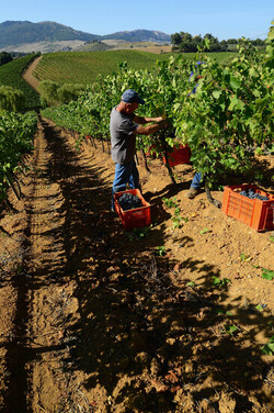 VENDEMMIA a S.Cristina Gela i coltivatori. Fotografie di Giulio Azzarello ©2016. VENDEMMIA a S.Cristina Gela i coltivatori. Fotografie di Giulio Azzarello ©2016.