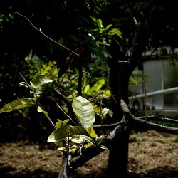 ORTO BOTANICO. Fotografie di Giulio Azzarello &copy;2024.