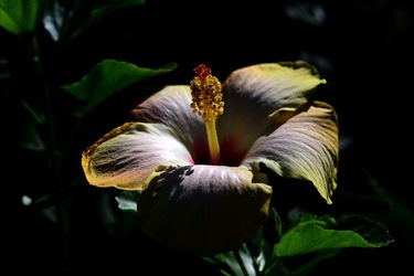 GIARDINO SICILIANO fotografie di Giulio Azzarello &copy;2020.