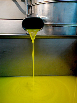 TIPICO FRANTOIO fotografie di Giulio Azzarello ©2014. TIPICO FRANTOIO fotografie di Giulio Azzarello ©2014.