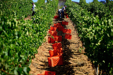 VENDEMMIA a S.Cristina Gela i coltivatori. Fotografie di Giulio Azzarello ©2016. VENDEMMIA a S.Cristina Gela i coltivatori. Fotografie di Giulio Azzarello ©2016.