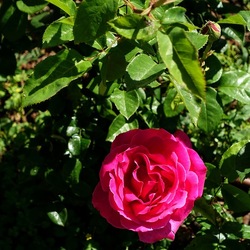 ROSETO. Fotografie di Giulio Azzarello &copy;2022.
