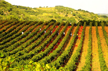 VENDEMMIA di AUTUNNO a S.Cristina Gela in Sicilia. Fotografie di Giulio Azzarello &copy;2016.