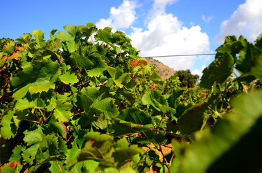 VENDEMMIA di AUTUNNO a S.Cristina Gela in Sicilia. Fotografie di Giulio Azzarello &copy;2016.